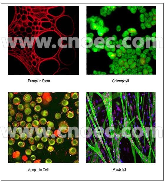 Infinity Trinocular Fluorescence Microscope With Disc LED  A16.4501