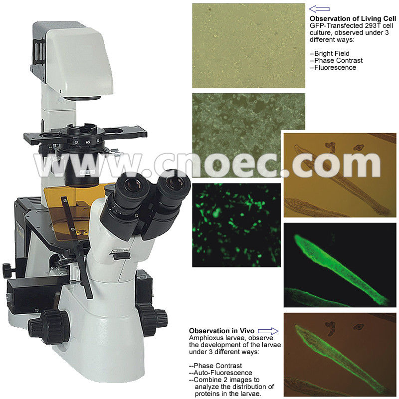 Reflected Fluorescence Biological Microscope Laboratory A16.0900
