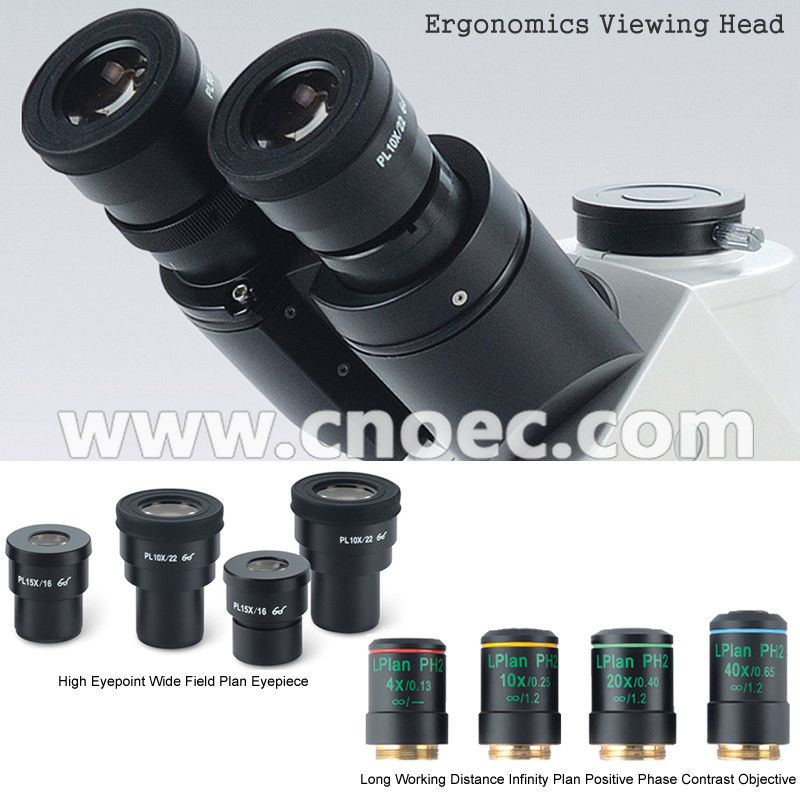 Ergonomic Phase Contrast Microscopy , Infinity Color Corrected Optical System A19.0901