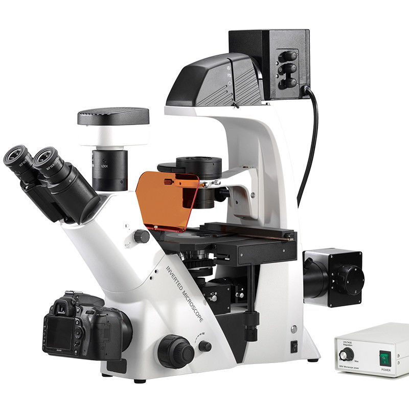 A16.2605 BGUV Inverted Fluorescence Microscope WF10X/22mm Diopter Adjustable