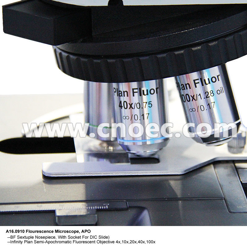 Trinocular Infinity Optical Fluorescence Microscope With Halogen Lamp