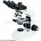 Monocular / Binocular Biological Microscope With Low Position Coaxial Coarse A12.0902