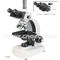 Sliding / Seidentopf Binocular Biological Microscope  with 6V 20W Halogen Lamp A11.0303